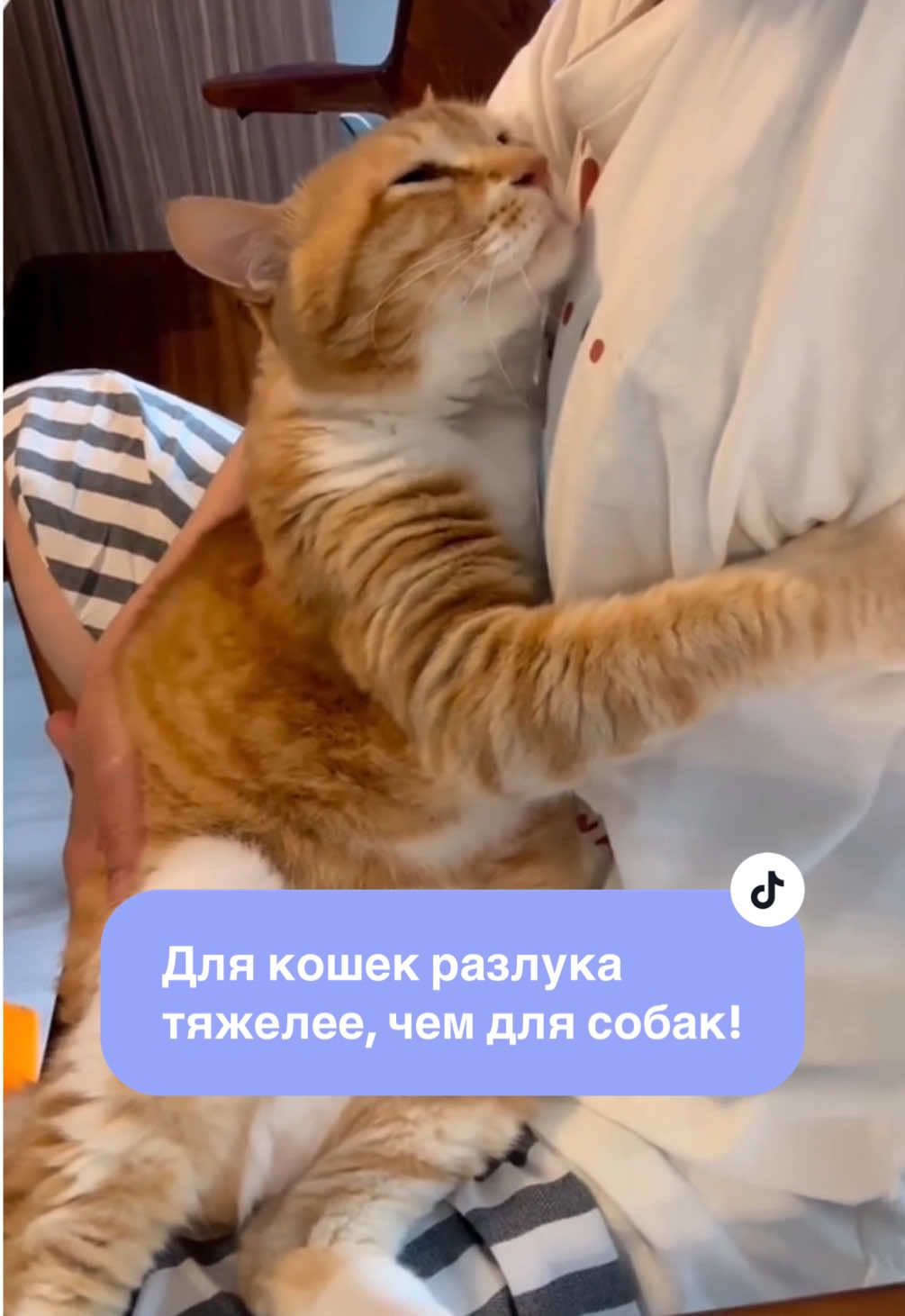 Для кошек разлука тяжелее, чем для собак!👇👇👇 Собака может скулить, бегать за дверью, звать… А кот просто замирает. Не кричит, не жалуется. Он лежит молча, долго, где пахнет вами — на подушке, на старой футболке, на кресле, где вы сидели. И ждёт. Наука говорит, что для кошек разлука тяжелее, чем для собак. Они хуже переносят одиночество. Когда вы открываете дверь, для него это не просто встреча. Это возвращение всего мира❤️