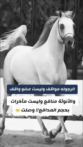 #خيل_عربي_اصيل♥️🐎 #خيل_وخياله🐎 #المصمم_بوهيبه🎬بوهيبه🎵  #مجرد________ذووووووق🎶🎵💞  #اقتباسات_عبارات_خواطر🖤 