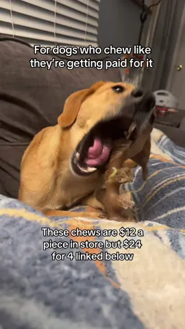 #dog #dogs #dogowner #dogbone #benebone