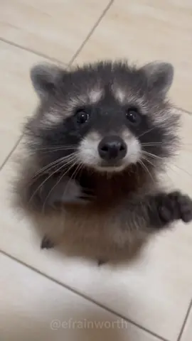raccoon core#cute #funny #for #happy #raccoon 