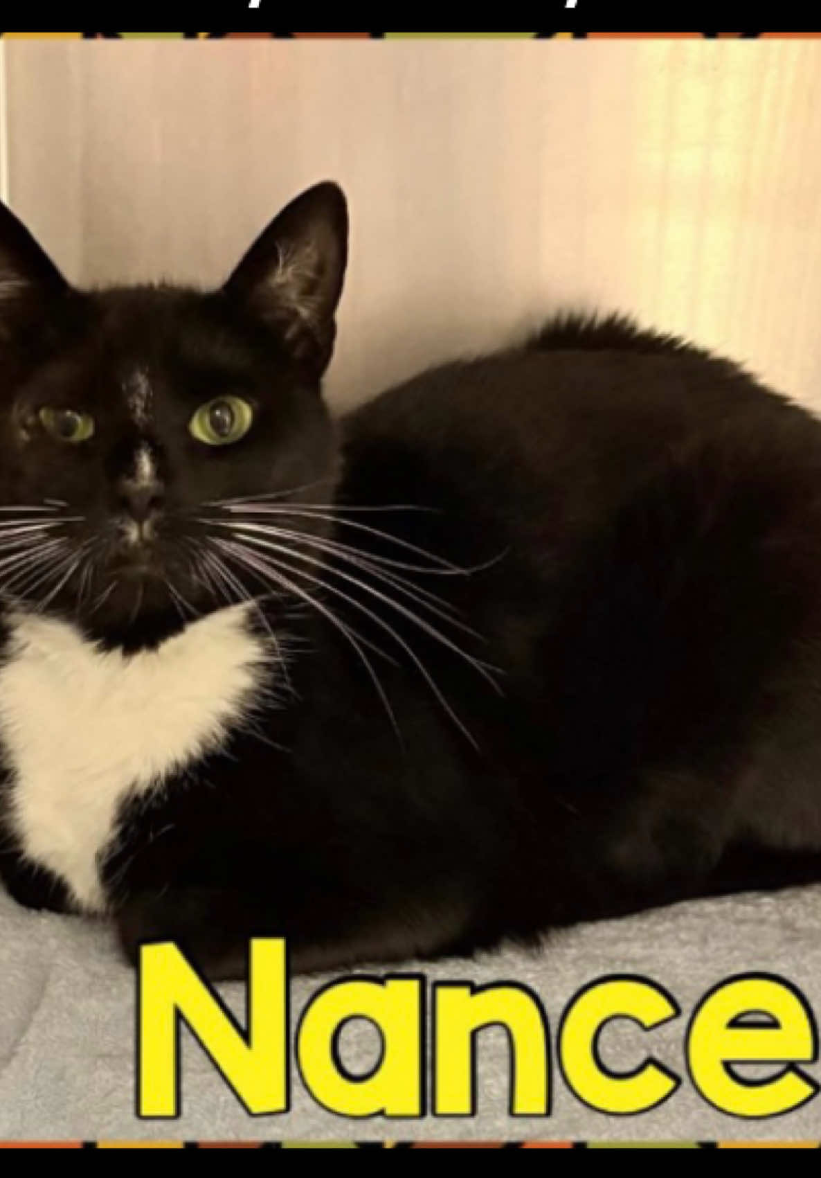 **$552.48 in pledges to any rescue that may pull!** ** Interested foster through rescue ** Nance ACCT-A-143133 is currently considered urgent and at risk due to medical concerns. Nance must have confirmed placement with a RESCUE PARTNER or ADOPTER by TUESDAY, SEPTEMBER 23RD at 10AM. Should Nance's medical or behavioral status change, her urgency and timeline for placement may also change. Nance was surrendered to the shelter on September 13th, 2025 due to concerns about her health. But this sweet girl’s story with ACCT Philly goes back much further. She first came to us in July 2023 as an injured stray kitten and was quickly adopted into a home. The following year, she was found wandering as a stray once again, but thankfully reunited with her family. In June 2024, she was surrendered due to her family member’s health, then adopted again—only to find herself back at the shelter once more. Through all these ups and downs, Nance has remained resilient and deserving of the loving, stable home she’s been waiting for. Nance has ongoing gastrointestinal issues (vomiting and diarrhea) with no clear cause, and she will likely need a special diet or further diagnostics. She remains a sweet, people-oriented cat who urgently needs a safe home or rescue placement where she can receive ongoing care and comfort. #cat #tuxedocat #adoptme #adoptdontshop #kitty lifesaving@Acctphilly.org  