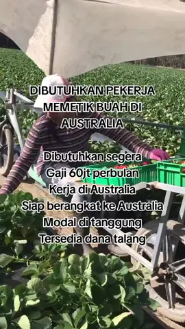 #loker #lokerterbaru #lowongankerja #memetikbuah #petikbuah #australia #fyp #4u #lewatberanda 