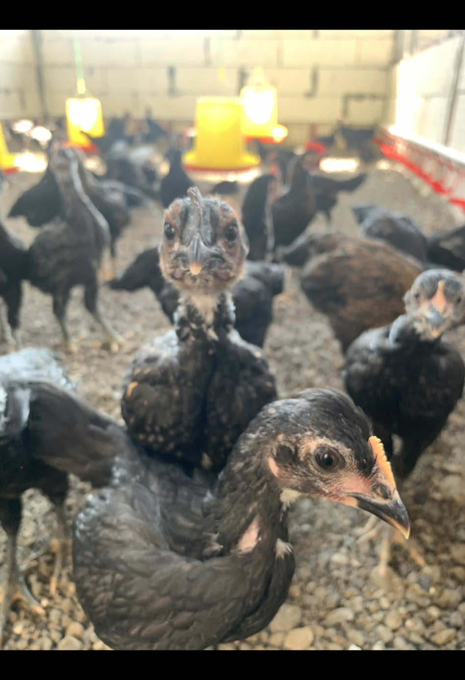 Sedia : 🐣Bibit Ayam kampung Petelur 🐣Bibit Ayam Kampung Pedaging 🐥 Pulet Ayam Kampung Petelur/Pedaging 🥚Telur Ayam Kampung  📍 Mojokerto Selatan  📞 082143367070 #bangantongfarm #ayamkampung #ayamkampungasli #peternakmuda #peternakayam 