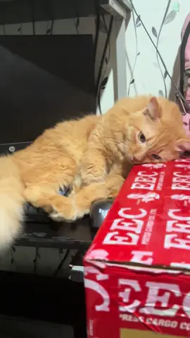 Sino bang nanakit sa Anak ko? 🤣🤣🥹 #cat #catsoftiktok #pusa #fyp #fy 