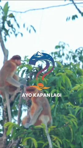 Si hidung panjang yang ikonik ini adalah bekantan 🐒✨ Primata endemik Kalimantan dengan ciri khas hidung besar pada jantan, sampai-sampai dijuluki Monyet Belanda. Bekantan hidup di tepian sungai dan hutan bakau, aktif siang hari, dan percaya nggak percaya jago banget berenang karena punya selaput di tangan dan kakinya 🏊‍♂️🌿 Unik, langka, dan cuma ada di sini. Ayok Kapan Lagi? Bekantan bisa dijumpai di Pulau Kalimantan → Indonesia, Malaysia, dan Brunei. Indonesia: paling banyak di Kalimantan Selatan, Tengah, Timur, dan Barat. Spot terkenal: Taman Nasional Tanjung Puting (Kalteng), Hutan Mangrove Tarakan (Kaltara), Pulau Kaget (Kalsel), Samboja Lestari (Kaltim), dan sepanjang pesisir sungai besar kayak Sungai Barito, Kapuas, Mahakam. 🌱 Ekosistem favoritnya: Hutan bakau (mangrove) Hutan rawa gambut Hutan tepian sungai #ayokapanlagi #bekantan #travelling #indonesia 