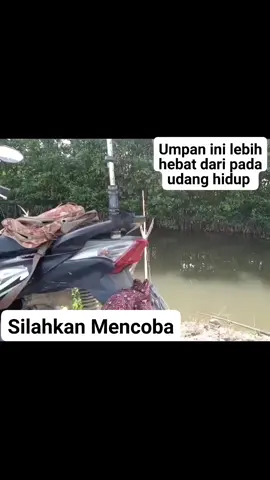 Bukti bahwa ikan sori emang Joss mancing di muara #mancingikanbesar #mancingmangrovejack #mancingmuara #umpanikan 