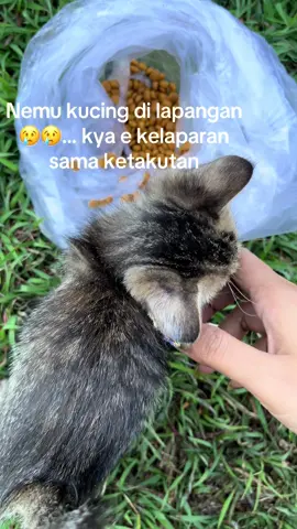 Kasian #catlover #cat #pecintakucing 