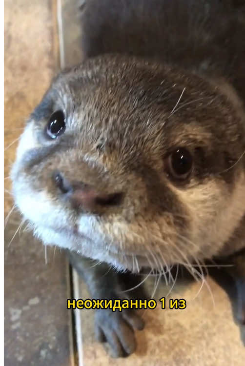 Don't leave it, it will really cry.#otter #animals #foru #Love 
