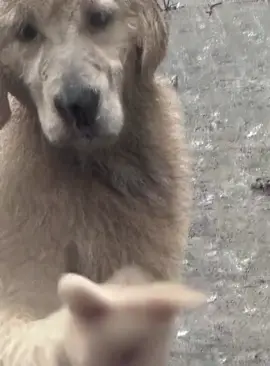 Động vật đáng yêu #xuhuong #dog #dance #cutedog #funnyvideos 