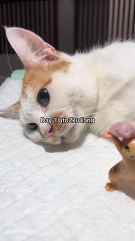 Tolongggggg 😭😭#fyp #fypviral #dokterhewan #SterilKucing 