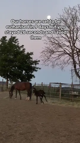 Our horses are set to be euthanised in 9 days but you stayed 26 seconds and saved them. #HorsePlus #HorseShelter  #horserescuers #Endanimalabues #ADOPTED  #DynamicDuo #JusticeForTWH 