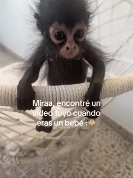 #fyp #monitos #viral #xyzcba #monito 