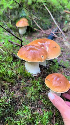 เก็บเห็ดล่าสุด #คนไทยในต่างแดน #pickingmushroom #ธรรมชาติ #เก็บเห็ด #เก็บเห็ดกัน🍄🍄🍄 