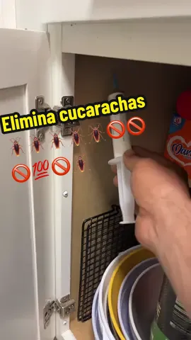 Elimina cucarachas de tu departamento, Casa, #cucaracha #cucaracha #insectos #paratiiiiiiiiiiiiiiiiiiiiiiiiiiiiiii #cockroach 