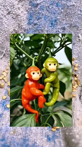 Giống ớt khỉ độc lạ dễ trồng #otkhi #otkhituquy #otconkhi #otkhotuquy 