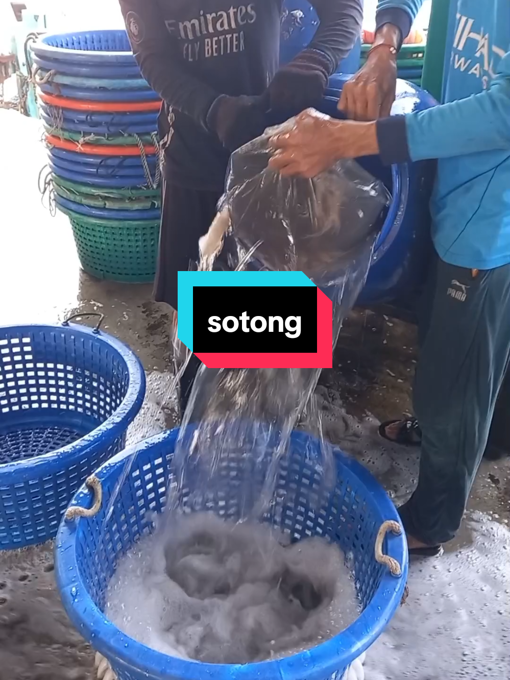 Sedapnya sotong.. baru naik pulak tu. Biasa masak sambal je kan sedap? boleh share tak masak apa je lagi sedap sotong ni? #sotong #segar #sekinchan #laut #viral 