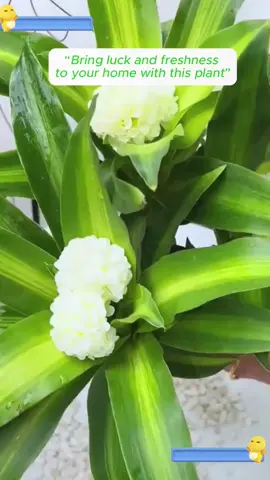 Lucky Tree #Brazilian Wood Plant #Fortune Plant #Indoor Green Plant #Air Purifying Plant #Office Desk Plant  Decor Plant