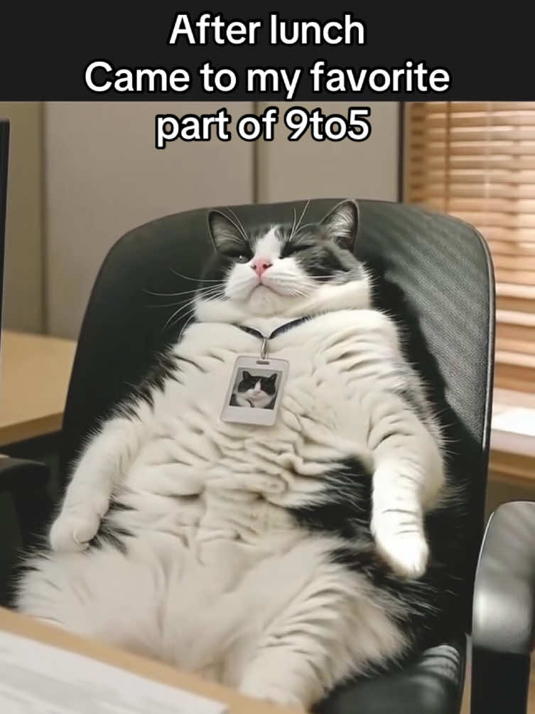 My favorite part of 9to5.🥱#fyp #worklife #workhumor #office #catmeme 