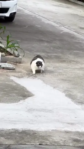 😾”ga segede itu kok” voice: me (@azuraavrozz ) credit:  • chonkycatvids/ig • ⁠unknown (please DM for credit/removal) #animaldubbing #dubbinghewan #dubbingindonesia #azuraavoice #fandubber 