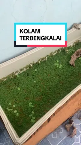 #ikanguppy #ikanmolly #fyp 