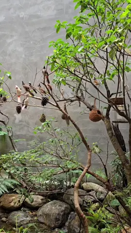 Bữa nay động tí là biểu tình 😂😂😂 #mygauhouse #chaomao #bird #tree #xuhuong 