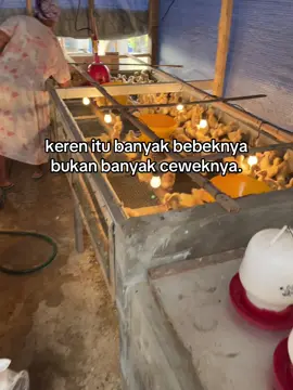 nambah pupulasi teross 🤲☺️ #denfarm #fyppppppppppppppppppppppp #peternakmuda #bebekpeking #petani 