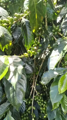 tinggal tunggu merona a