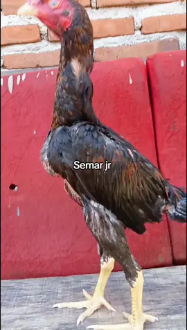 semar jr usia 4 bln  sepesial pukul kepala  #masukberandafyp #bkselatan #fyp #peternakmuda #hobiayambangakok🐓 