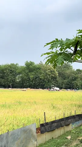 🧠#bandargabah #republikgabah #gabahbalap🌾 #fyp #fypシ゚viral 