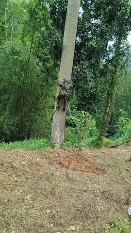 chênh vênh quá