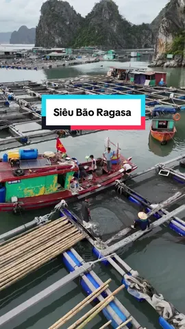 Khẩn Trương Phòng Tránh trước cơn bão Ragasa , 25/9 Bão Ragasa sẽ tiến vào Vịnh Bắc Bộ #xuhuongtiktok #condauquangninh #quangninh #baoragasa #baoso9 