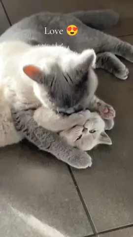Love 😍 #fyp #cat #catsoftiktok #Love #cute 