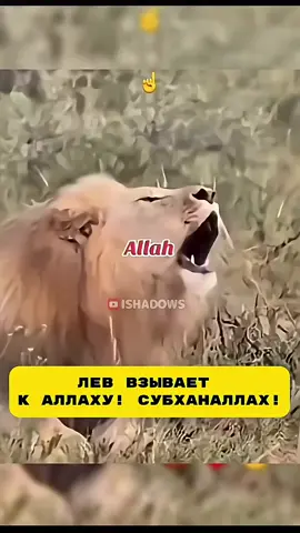 Лев взывает к Аллаху! #shotrs