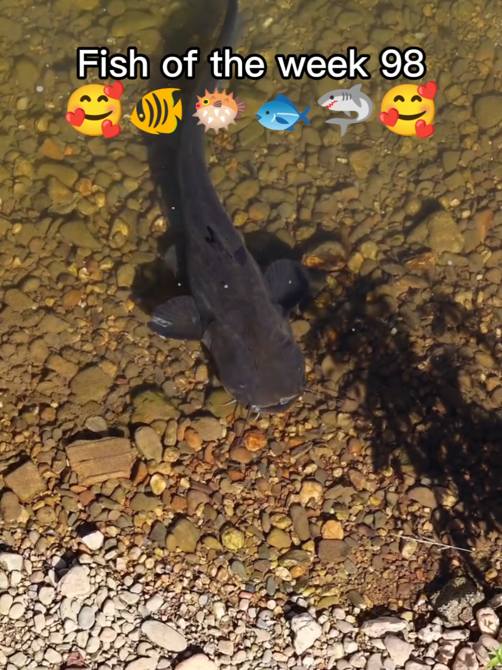 Fish of the week 98  🥰🐠🐡🐟🦈🥰 #fyp #fotw #fishy #fishoftheweek #foryoupage❤️❤️ #fish #peacockbass 