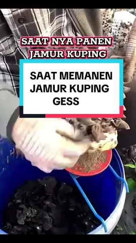 SAAT NYA PANEN JAMUR KUPING#fyp #HIGHLIGHT #tiktokviral #modalkontendoang #pertanian 
