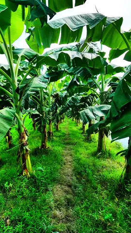 weather view with fresh mind #beautifulbangladesh #view #nature #beauty #travelblog 