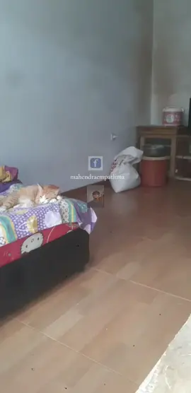 ngerjain s oyen #kucingkesayanganku 