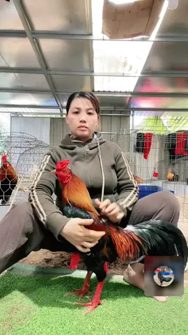 #tiktoklive #livehighlights 