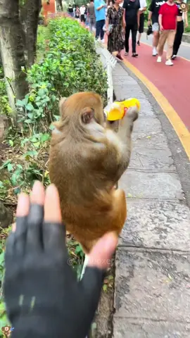 Funny monkey #monkey #animals #funnyvideo #foryourpage #fyp 