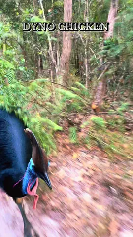 #cassowary #fnq #fyp #angrybird #australia 