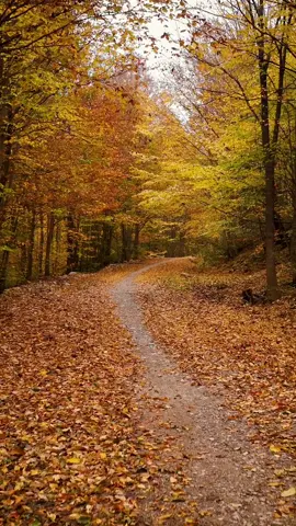 Warm Colors, Poetic Moments, Hello Autumn … 🍁 #Iran #ایران 