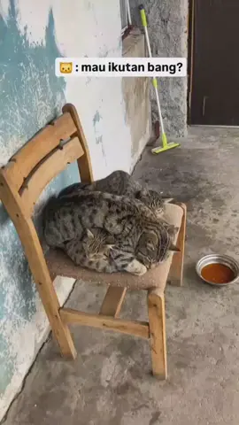 😺 : sini ikutan lu paling bawah ya bg #fyp #humor #kucing 