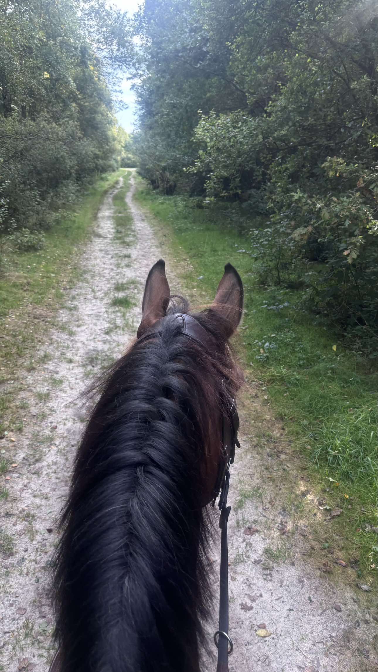 Deze vrijheid hebben is onbetaalbaar 🤍 Wil je weten wat ik doe? Comment “CHAT” en ik vertel je er meer over! #fy #fyp #onlineondernemen #horsesoftiktok 