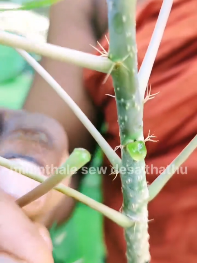 ගෙවත්තේ තිබුණට දන්නේ නෑ නේද වටිනාකම, ගාපූ ගමන්,තුවාල වේලෙනවා😲 #highlightseveryone #highlightseveryonefollowers #srilanka #ayurvedicmedicine #training 