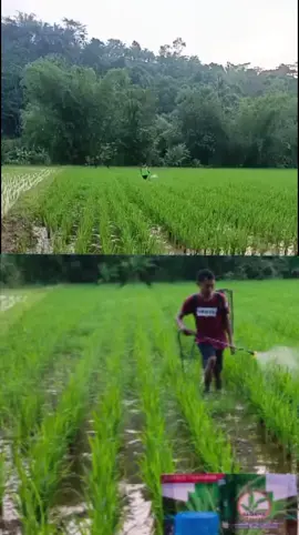 kelakuan kang sekum disore hari😃👌👍👍👍