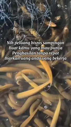 TITIP FARM BELUT – Investasi Cuan dari Dalam Kolam! 💧 Ingin punya usaha budidaya belut tapi terkendala waktu, lahan, atau pengalaman? Sekarang Anda bisa tetap untung tanpa repot dengan program Titip Farm Belut kami! ✅ Dikelola oleh peternak berpengalaman ✅ Kolam terjamin bersih & sehat ✅ Pakan berkualitas untuk hasil maksimal ✅ Laporan perkembangan rutin ✅ Potensi keuntungan tinggi setiap panen 💰 Anda cukup titipkan modal, kami yang kelola sampai panen. 🚚 Hasil bisa dijual langsung ke pasar dengan harga kompetitif. 🌱 Saatnya bergabung dalam bisnis perikanan yang menjanjikan. Titip Farm Belut, cara mudah punya usaha tanpa ribet! #TitipFarmBelut #BudidayaBelut #InvestasiKolam #CuanDariKolam #UsahaTanpaRibet