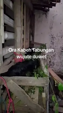 #peternak#sobatngaret#peternakkambing#fyp