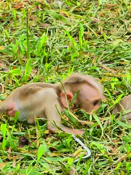 Baby Begs For Milk, But Mom Says NO! 💔 03 #monkeys #wildlife #Monkey #Balina #abandoned
