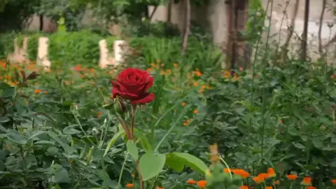 عبارات عن الورد.🌺. #تصويري #ادلب #ورد #اكسبلور #fo 