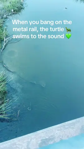 Turtles 🐢 #turtles #turtlesoftiktok #september #water 